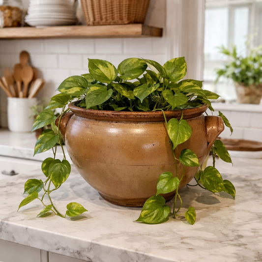 Potted plant on a kitchen counter with wooden shelves and a window in the background