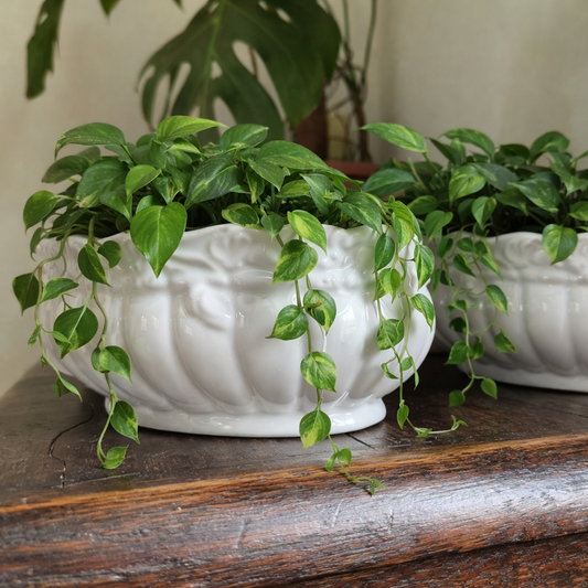 Green vines in white pots on a wooden surface
